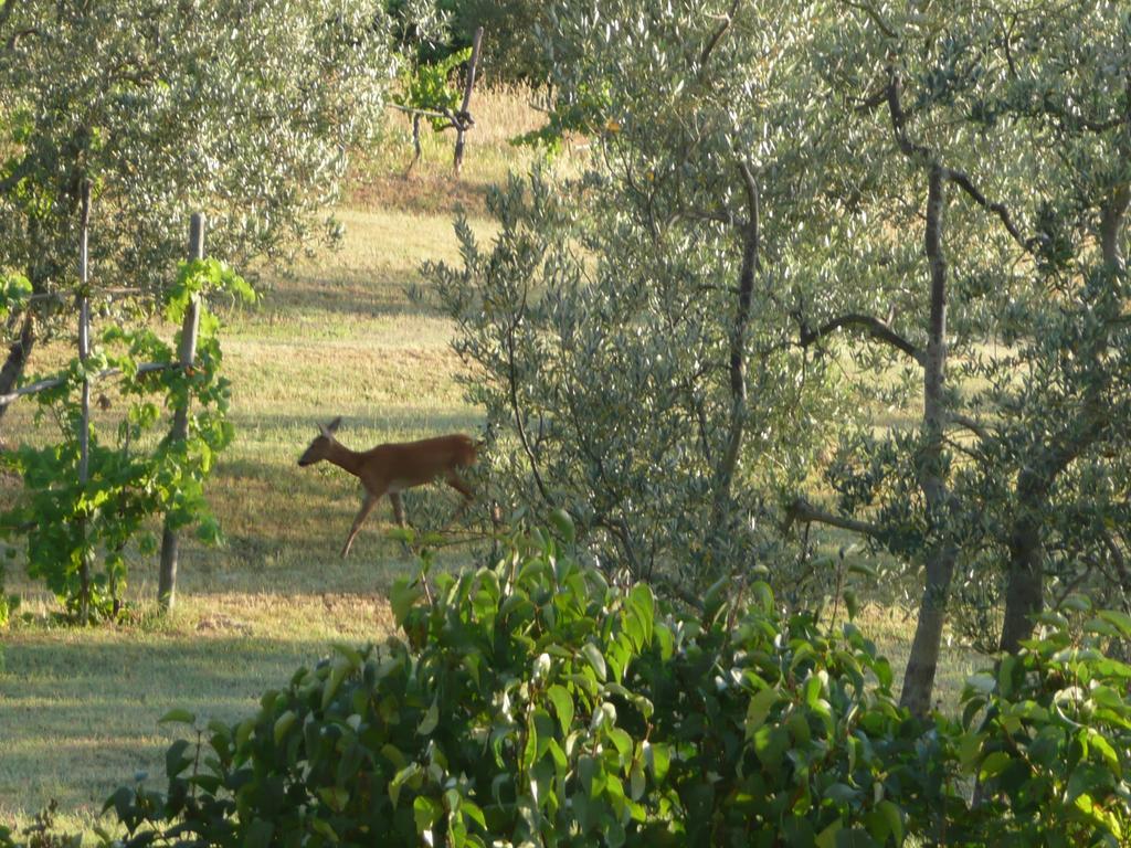 Casa Ercole Farm Stay Greve in Chianti Dış mekan fotoğraf